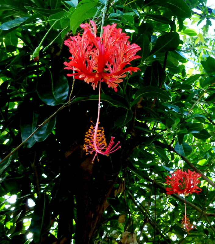Coral Hibiskus/Hibiskus schizopetalus