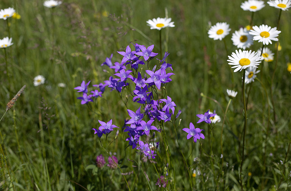 Glockenblume mit Margaritte
