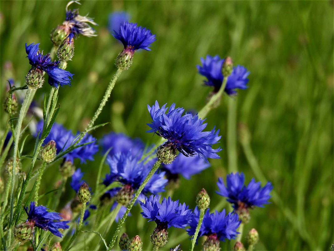 Kornblumen blau