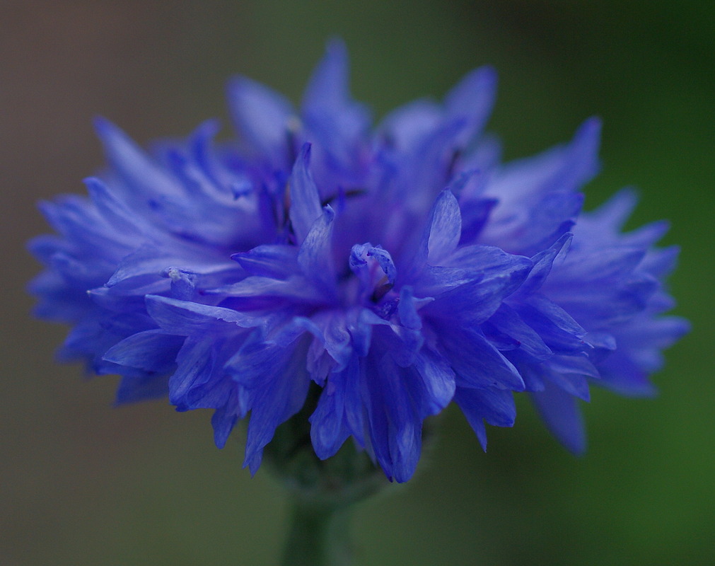 Blaue Kornblume