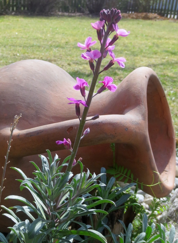 Lavendel