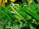 Durch die Blumen geschaut.