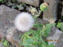 Blumen
