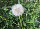 Pusteblume 