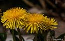 Die "Peter Lustig Blume" >>>