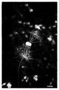 sparkling
