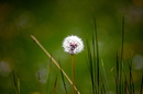 Pusteblume