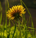Blume