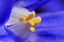Blütenstempel 2