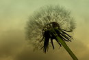 Pusteblume