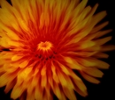 Flamme 2