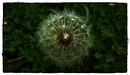 Pusteblume