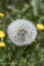 Pusteblume in Österreich