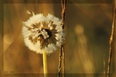 Löwenzahn im goldenen Sonnenaufgang 3