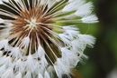 Pusteblume