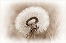 Pusteblume