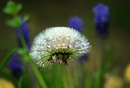 Pusteblume