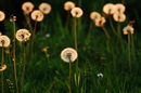 Pusteblume  !!!