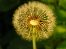 Fotos_Löwenzahn
