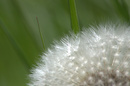 Pusteblume