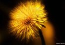 Fotos_Löwenzahn