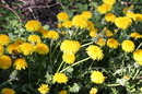 Fotos_Löwenzahn