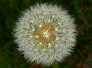 Pusteblume