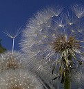 Fotos_Löwenzahn