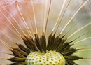 ganz nah in farbe:::