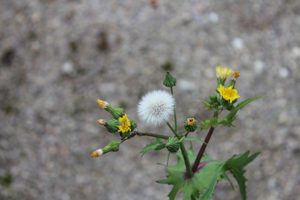 Pusteblume und Löwenzahn