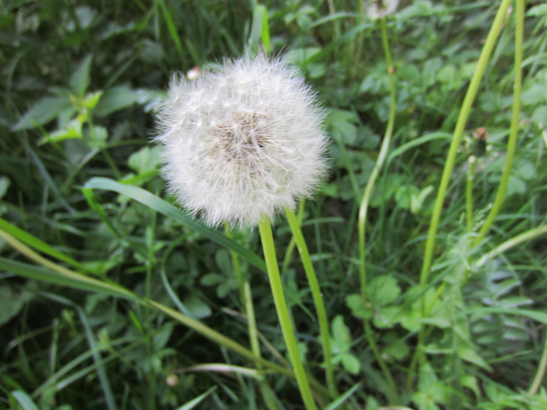 Pusteblume 
