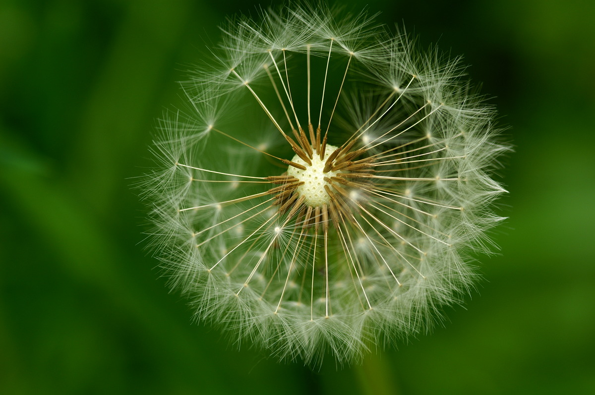 PusteBlume