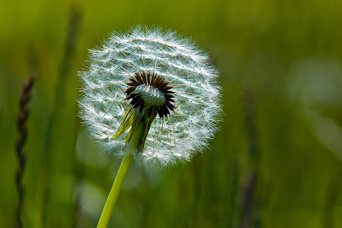 Pusteblume