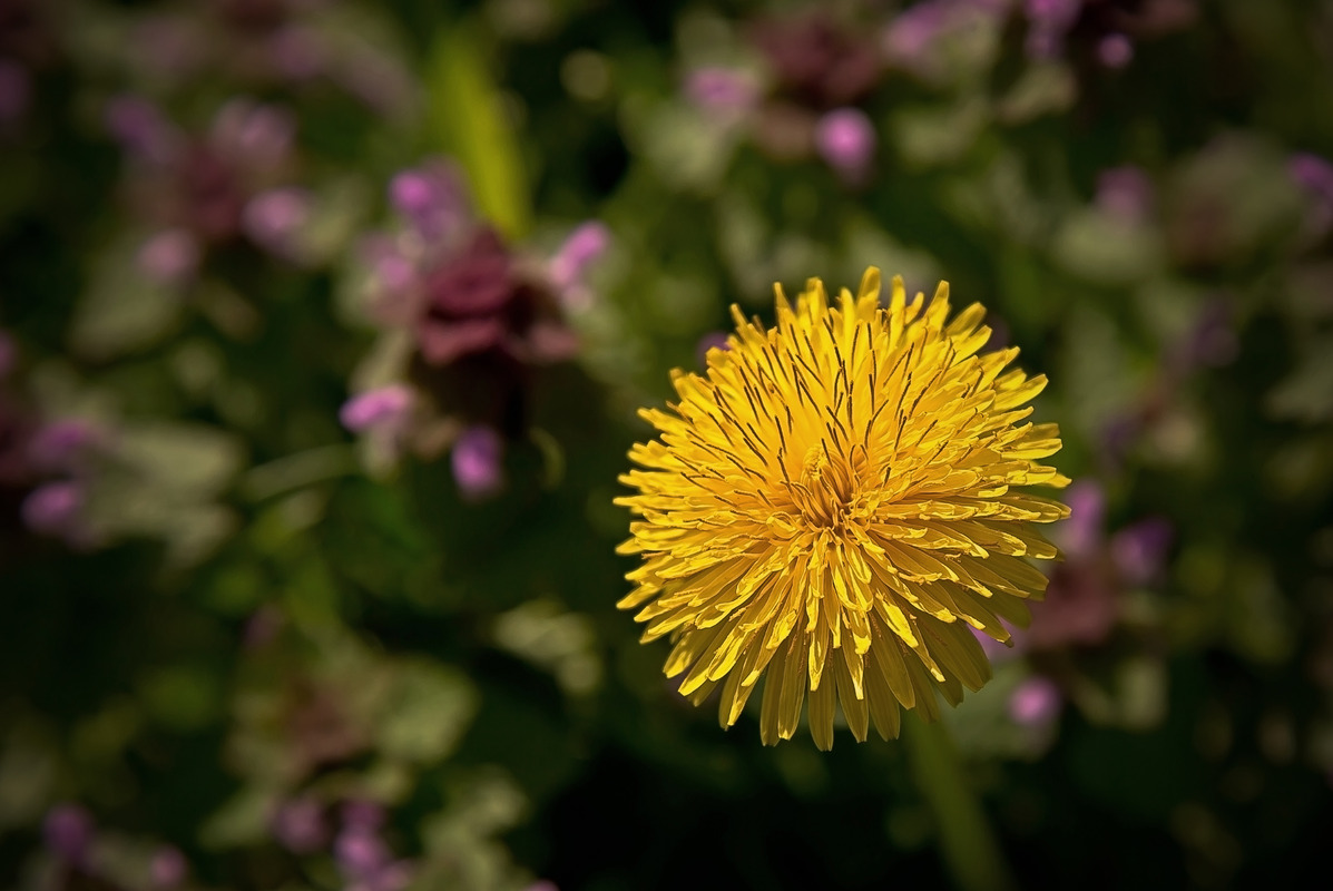 ne Blume