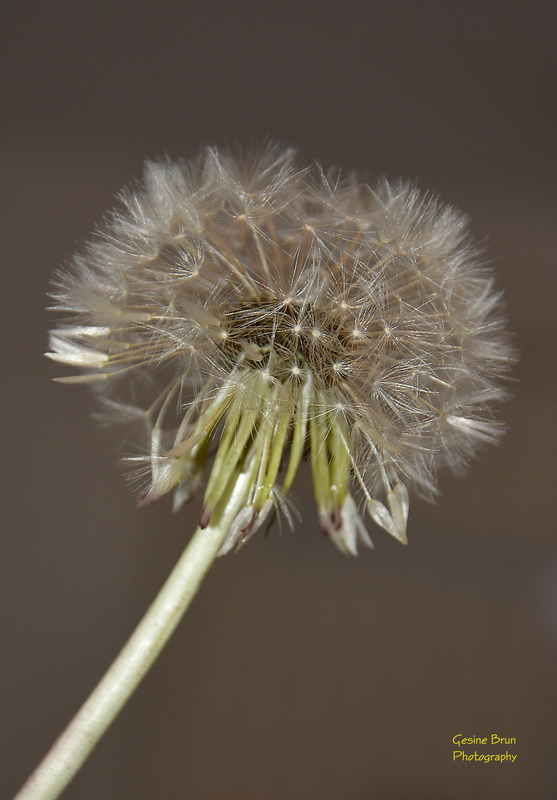 Pusteblume :) 