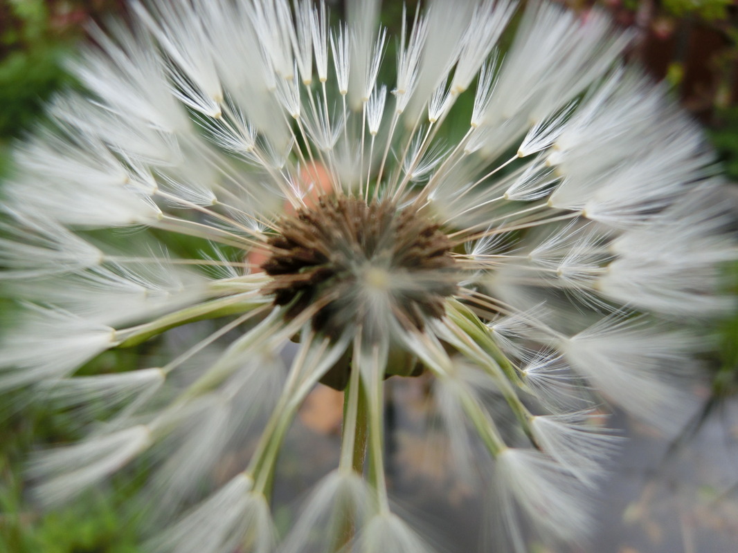 Pusteblume
