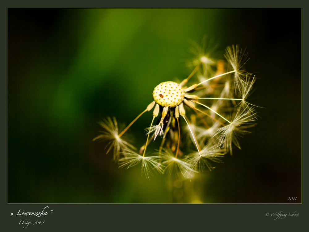 0006 - Pusteblume