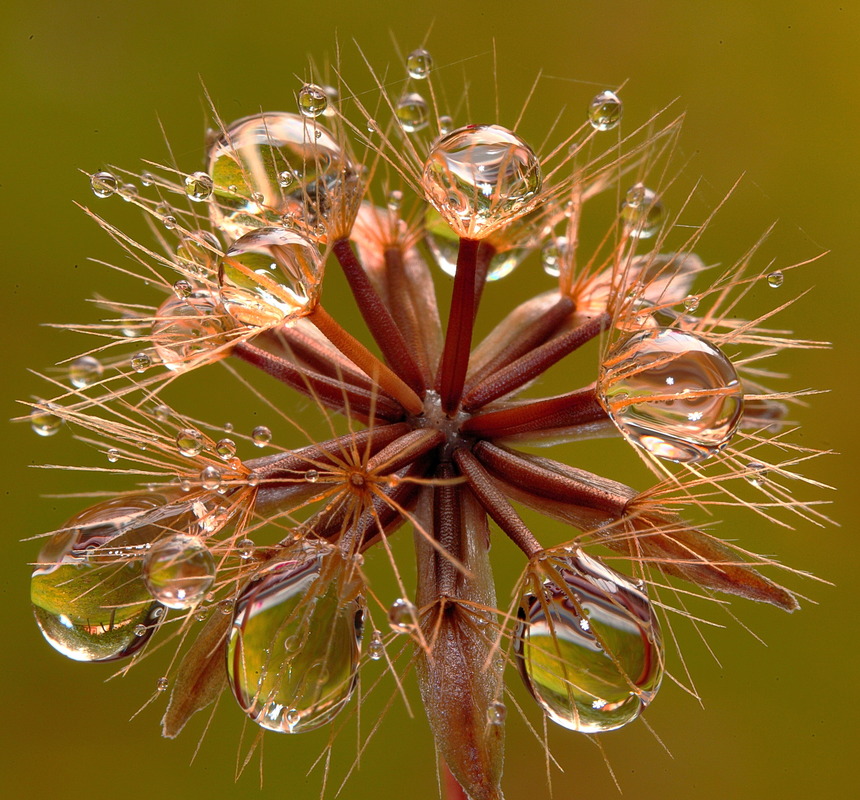 Pusteblume im Nebel