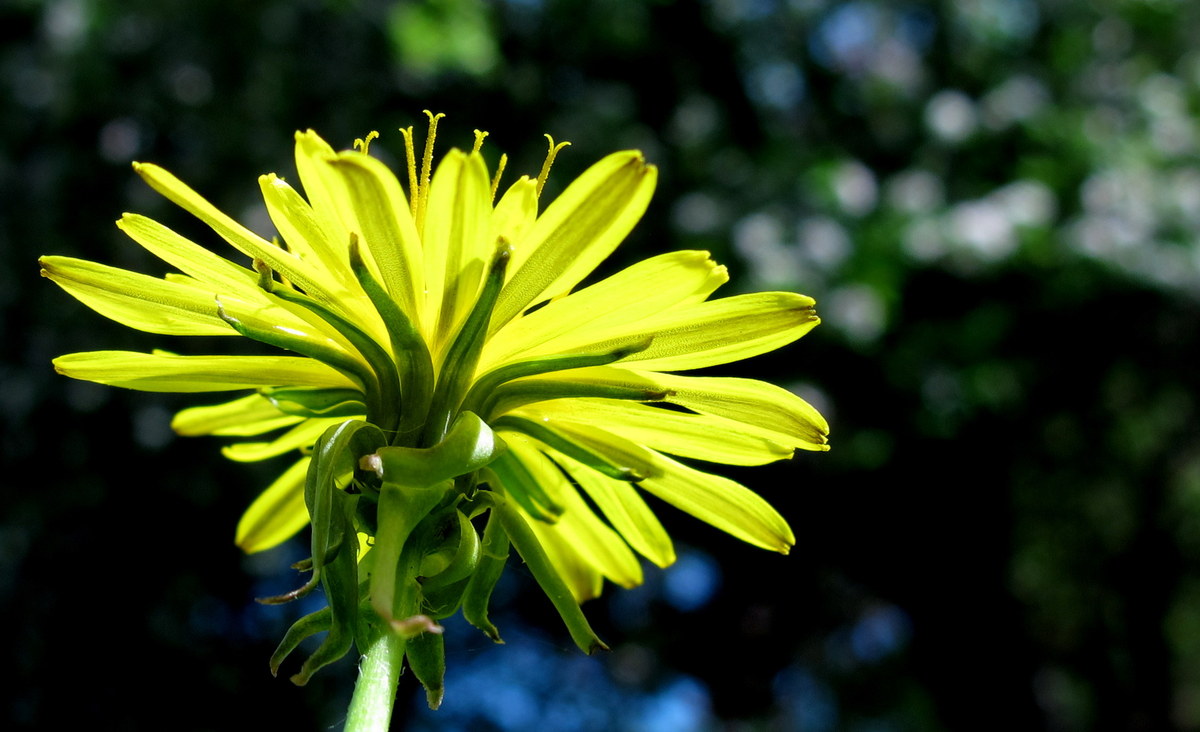 Taraxacum officinale 