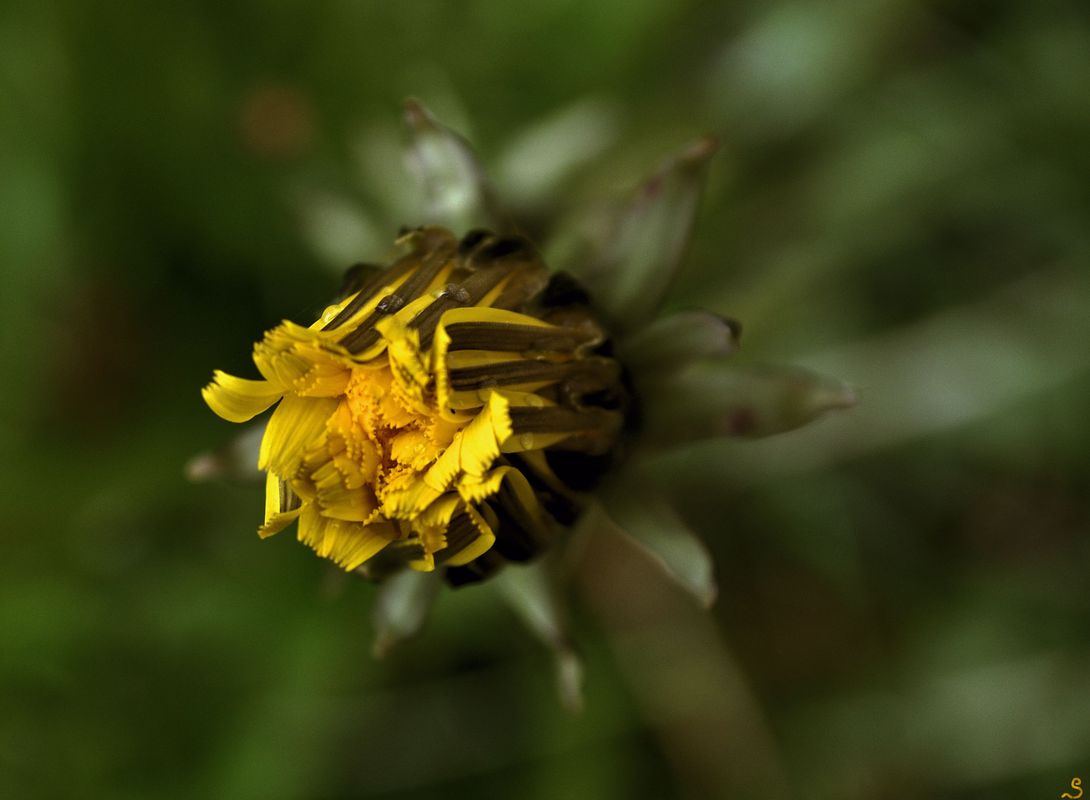 Regentag