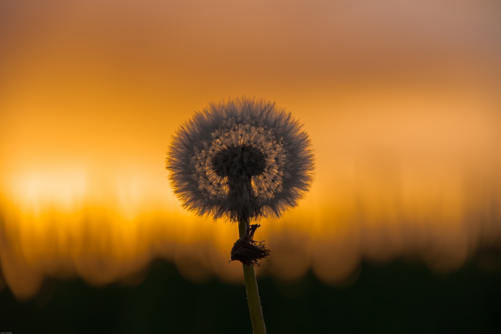 Pusteblume in der Abenddämmerung