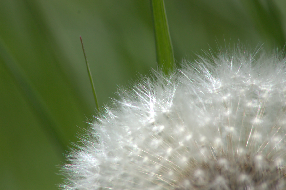 Pusteblume