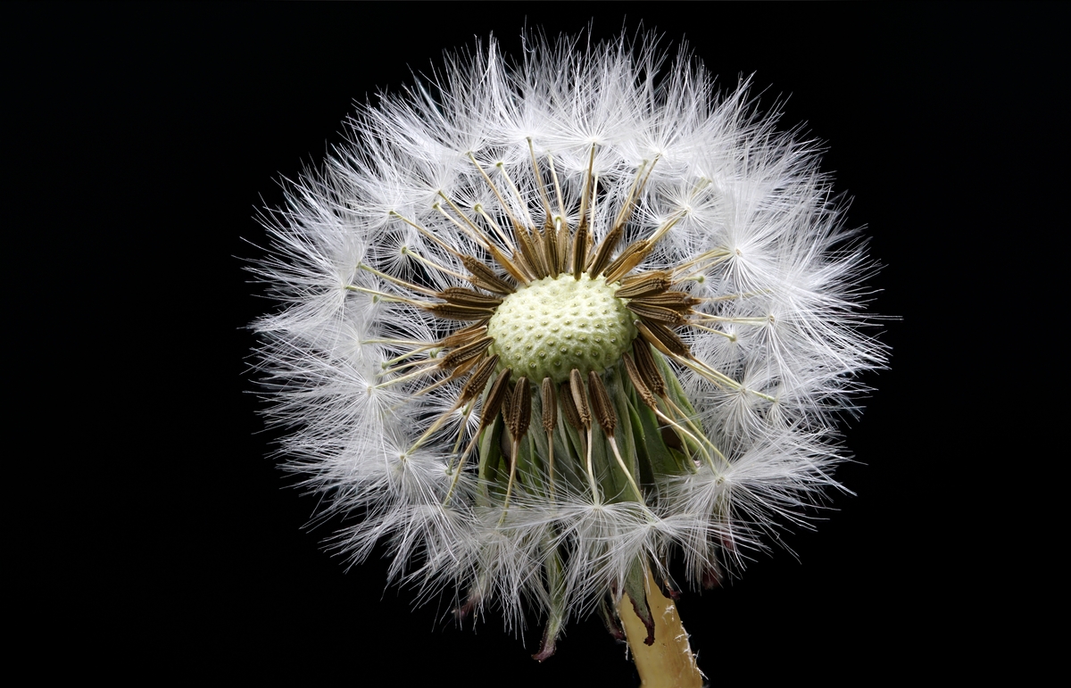 Pusteblume