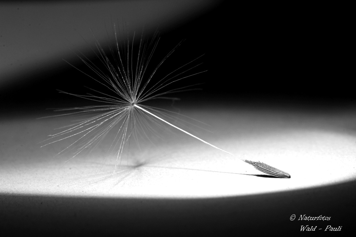 Schwarz - Weiss - Grau