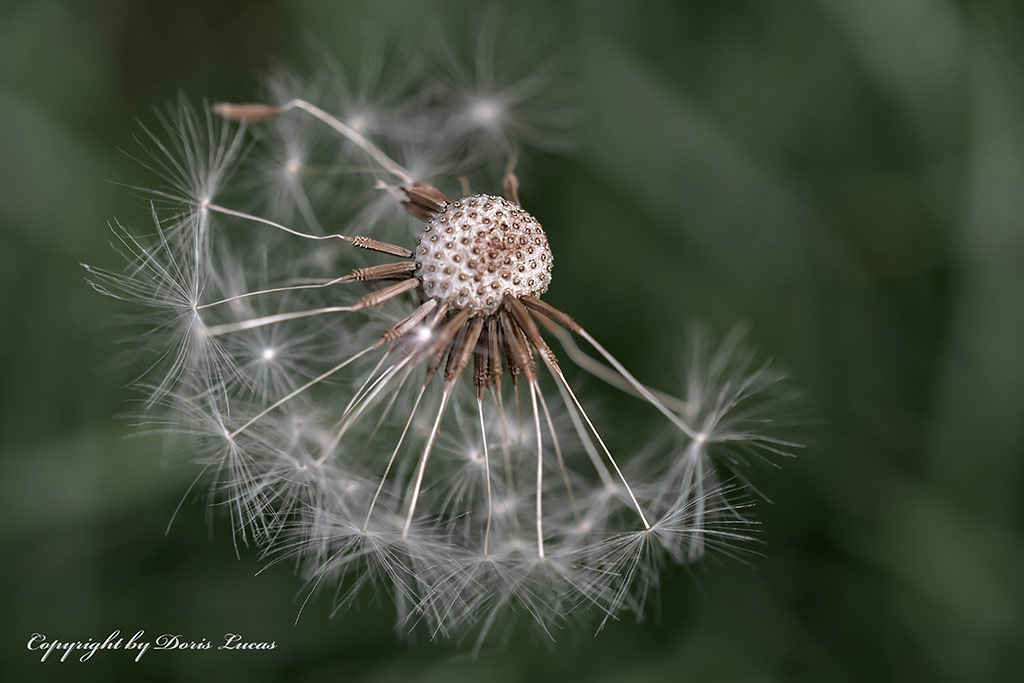 Pusteblume