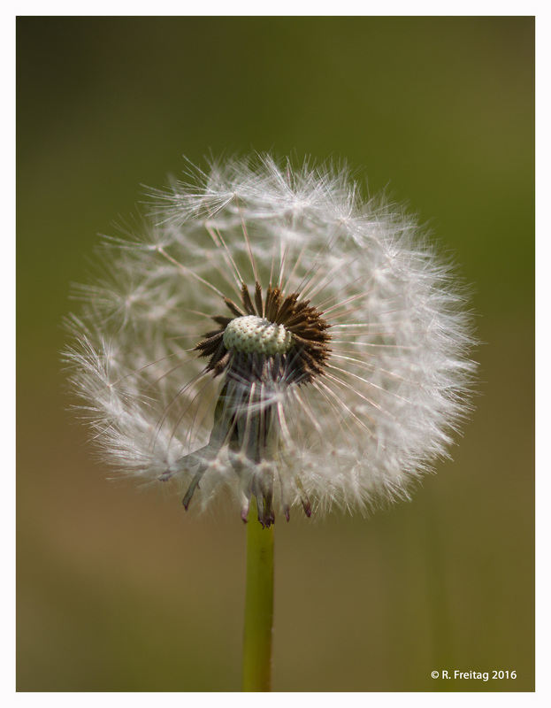 Pusteblume