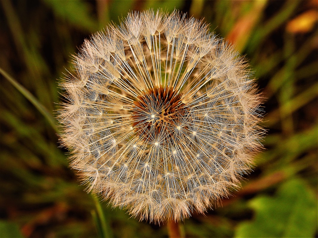 Pusteblume