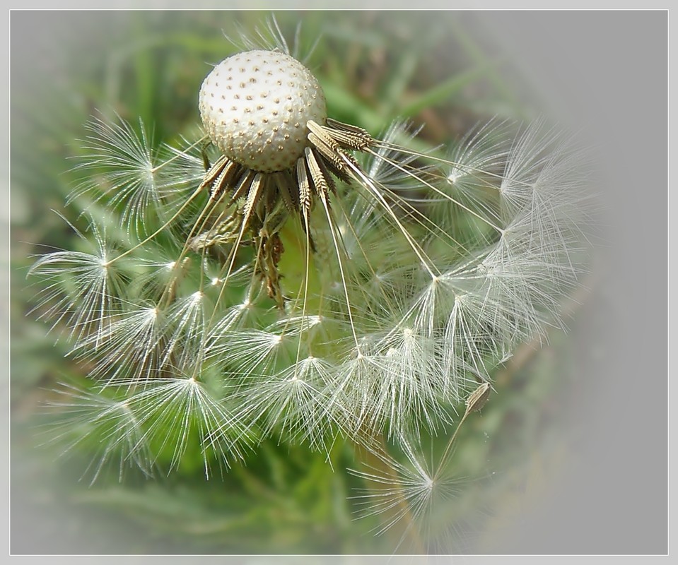 Vergängliche Schönheit.....