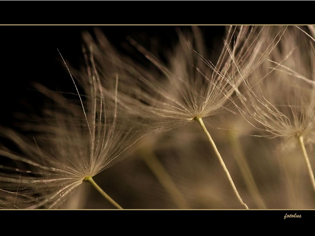 Löwenzahn mal anders