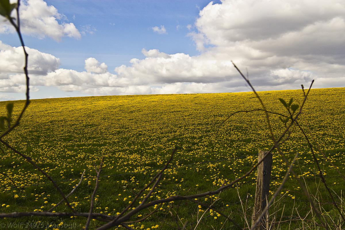 No canola... Dandelion